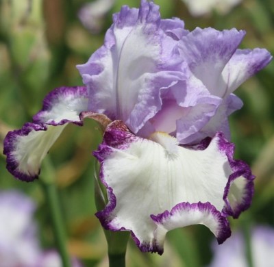 Petticoat Shuffle (Schreiner, R. 2010)